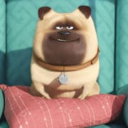 The Secret Life of Pets Poster 1