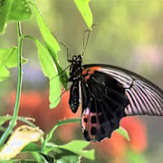 Bugs! A Rain Forest Adventure Poster 1