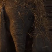 Dumbo Poster 6