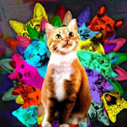 Cat Video Fest 2022 Poster 0