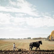 Green and Gold Poster 2